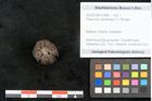 Foto (Objekt + Etikett) von Pleioclinis couchmani F.V. Mueller (NHMW-GEO-2024-0188-10469)